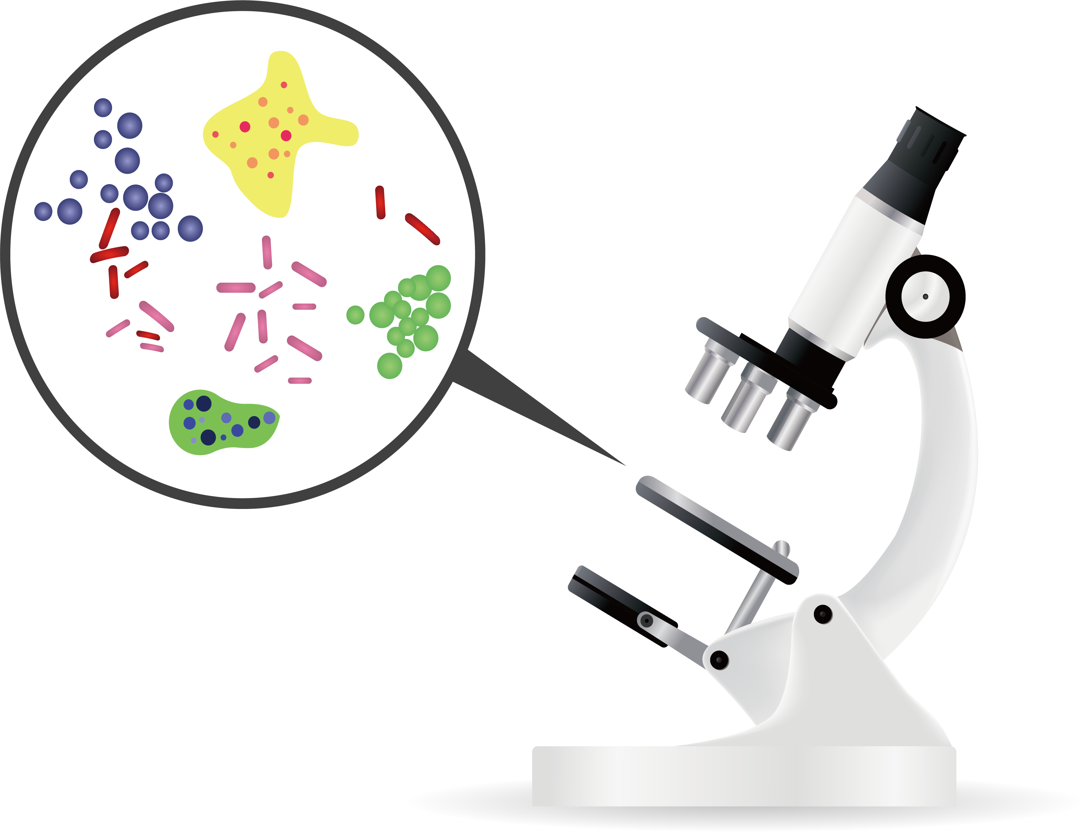 Bacteria Microorganism Microscope Euclidean Vector - Bacteria Png (3454x2658)