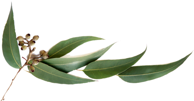 Pin Eucalyptus Leaves Clip Art - Scentsy Just Breathe Description (700x364)