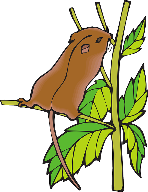 Stretching Branch, Chipmunk, Leaves, Animal, Tail, - Dormice Clipart (493x640)