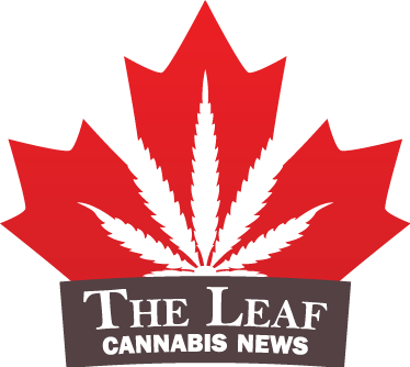 The Latest Harper Conservative To Join Canada's Cannabis - Maple Leaf Canada Day (374x334)