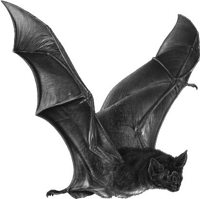 Where Phantoms Linger - D&d Bat (442x446)