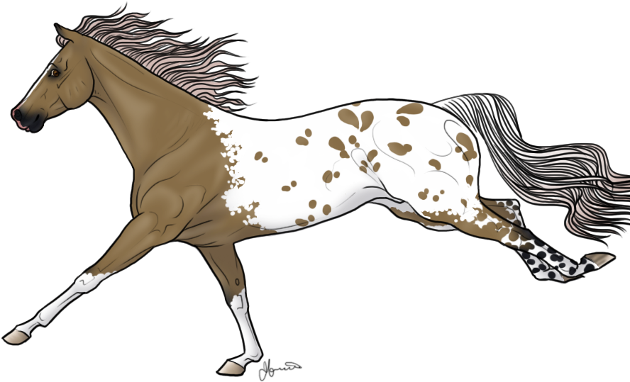Related Appaloosa Horse Clipart - Stallion (905x558)