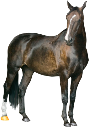 Horse Clipart Transparent Png Images - Horse Png (400x426)