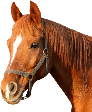 Horse Clipart Hd Png Png Images - Horse Png (400x472)