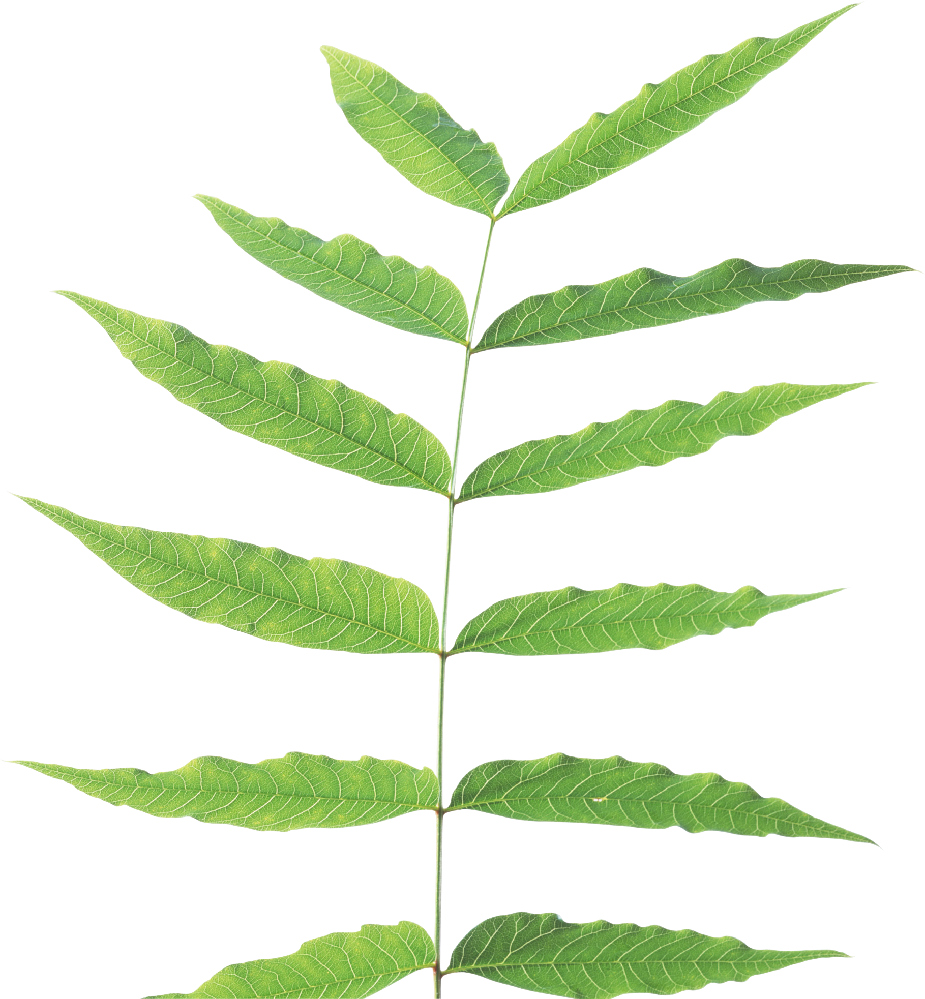 Green Leaf Png - Plant Stem Png (1819x1965)