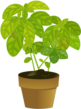 Selecting A Healthy Plant - Basil (450x400)