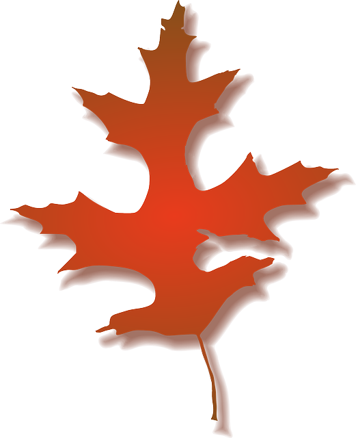 Leaf, Tree, Nature, Autumn, Color - Fall Oak Leaf Clipart (521x640)