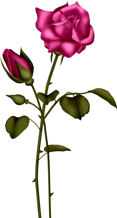 Light Blue Rose Flower Clip Art - Light Blue Rose Flower Clip Art (501x800)