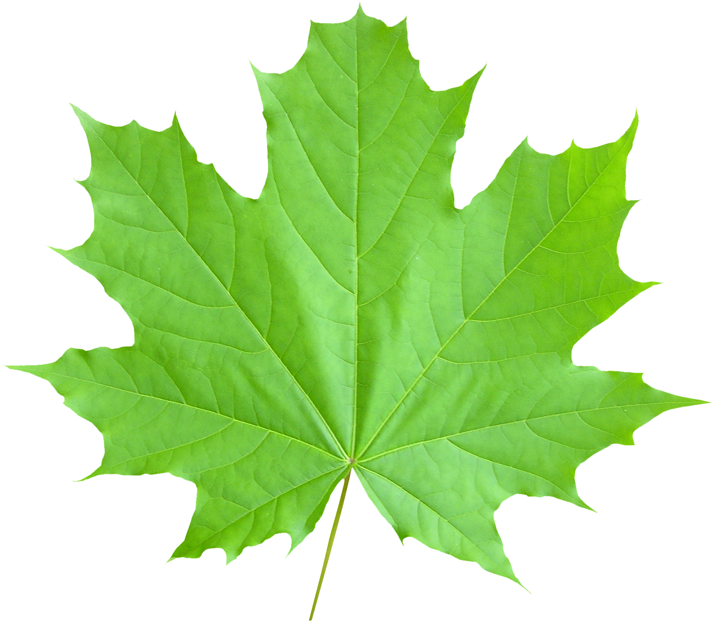 Pics Of Maple Leaf - Maple Leaf Png (1600x1402)