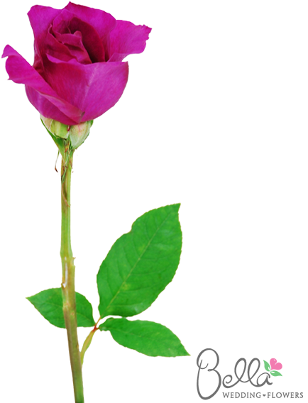 Mammy Blue Are A Gorgeous Variety Of Fushia Rose And - Wedding (600x567)