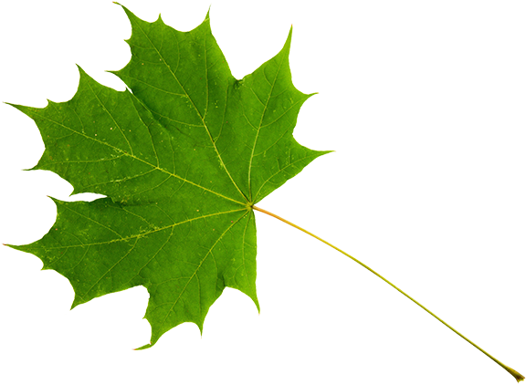 Green Maple Leaf - Érable À Sucre Feuille (715x477)