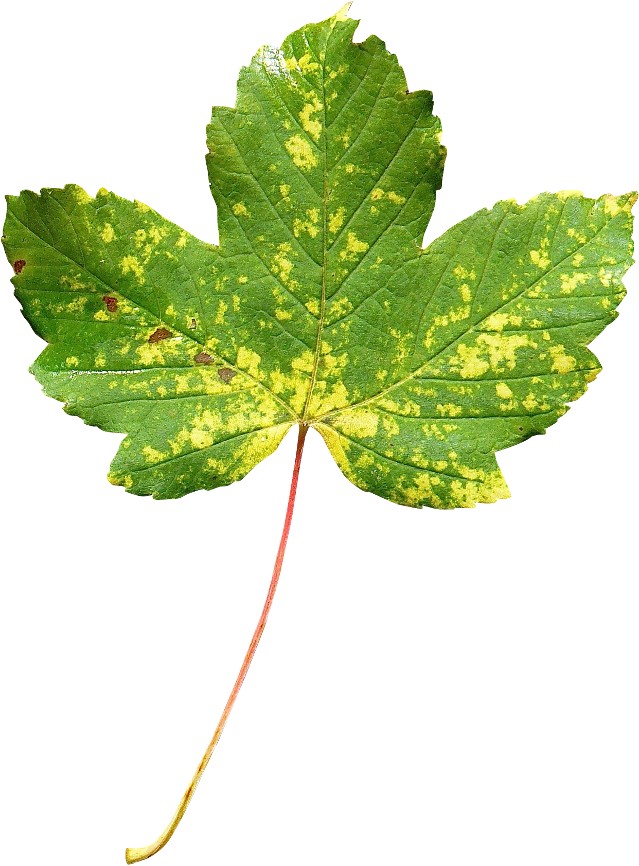 Maple Leaf (1600x1798)