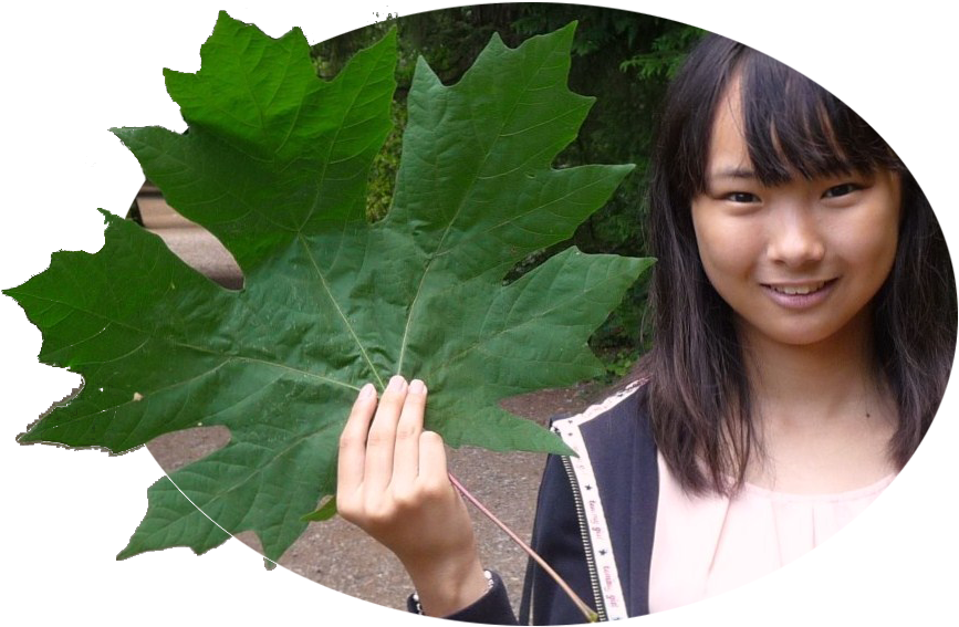 Big Leaf Maple Books2 Copy - Big Leaf Maple Leaf (910x614)