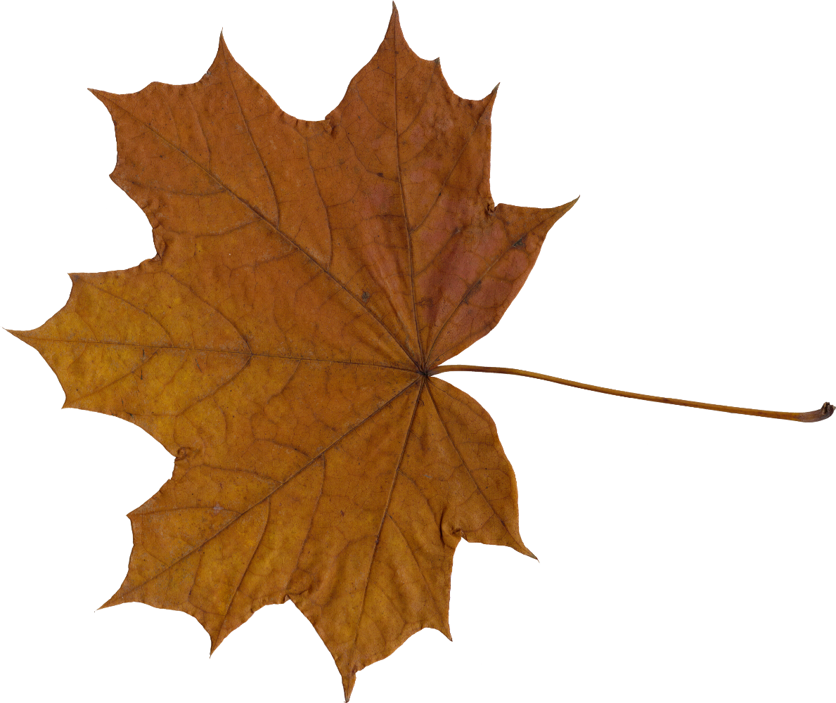 10 Maple Leaves Png Transpa Onlygfx Com - Maple Leaf (1189x1000)