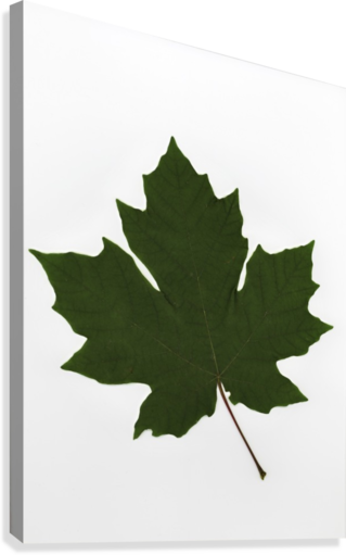 Green Maple Leaf Canvas Print - Green Maple Leaf Canvas Art - Deddeda Design (319x511)