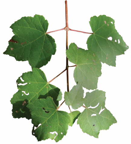 Louisiana - Louisiana State Arboretum (434x480)