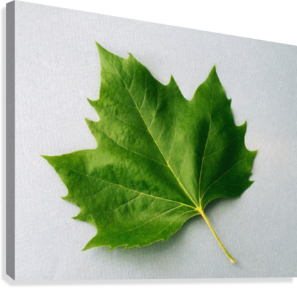 Maple Leaf - Plants With Five Fingers (429x416)