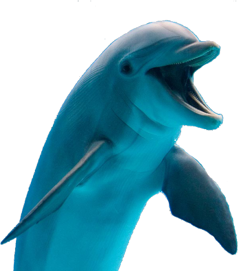 Image - Transparent Picture Of Dolphin (500x578)