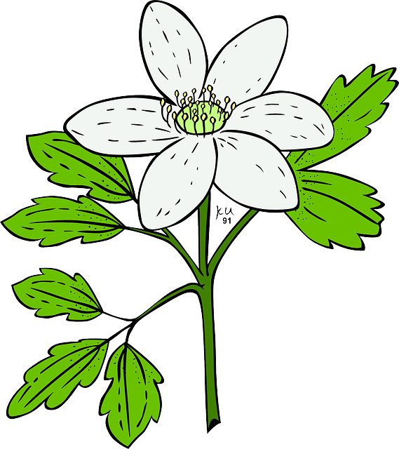 Plants, White, Flowers, Leaves, Garden, Anemone, Nature - Flowering Plant Clip Art (569x640)