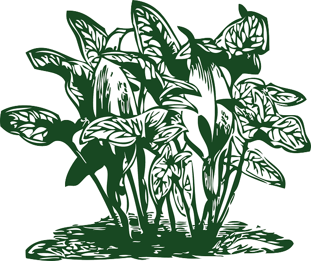 Outline, Plants, Leaf, Flowers, Cartoon, Free, Plant - Clip Arts Of Plants (640x537)