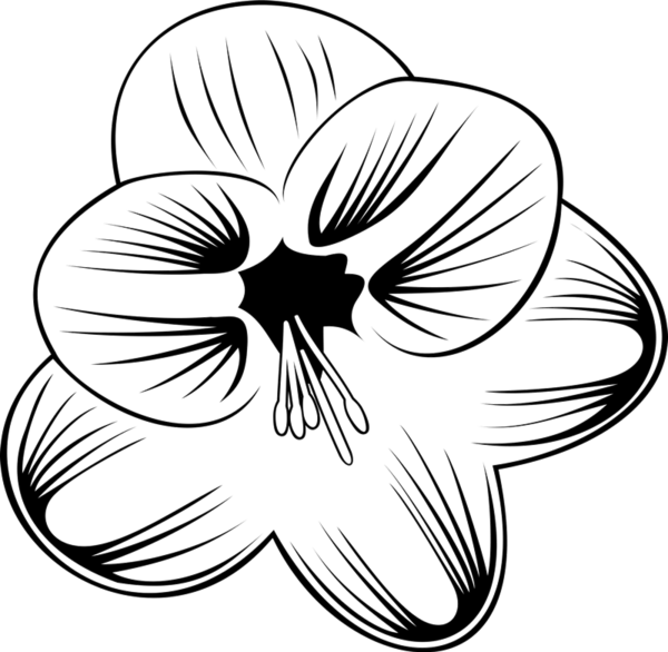 Sketch Of Flower Rubber Stamp - Lily Family (600x586)