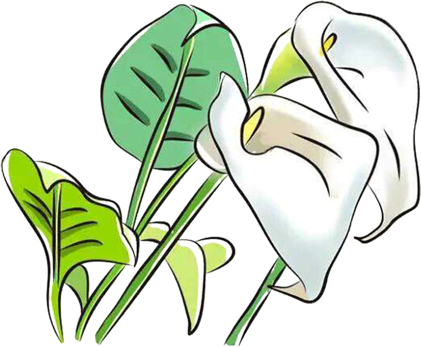Arum-lily Arum Lilies Flower Clip Art - Arum-lily Arum Lilies Flower Clip Art (999x798)