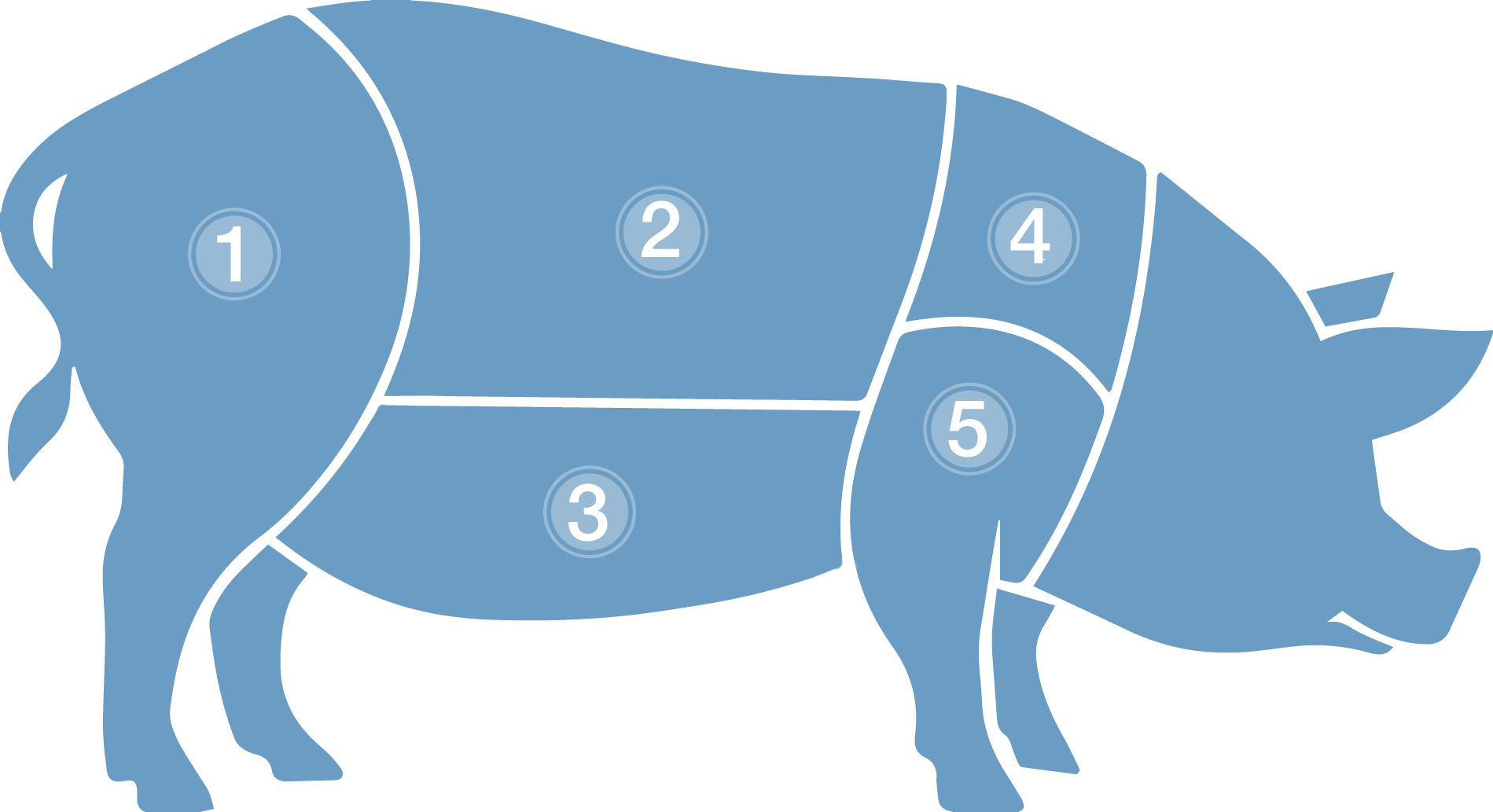 1 - Leg - Illustration (1899x1033)