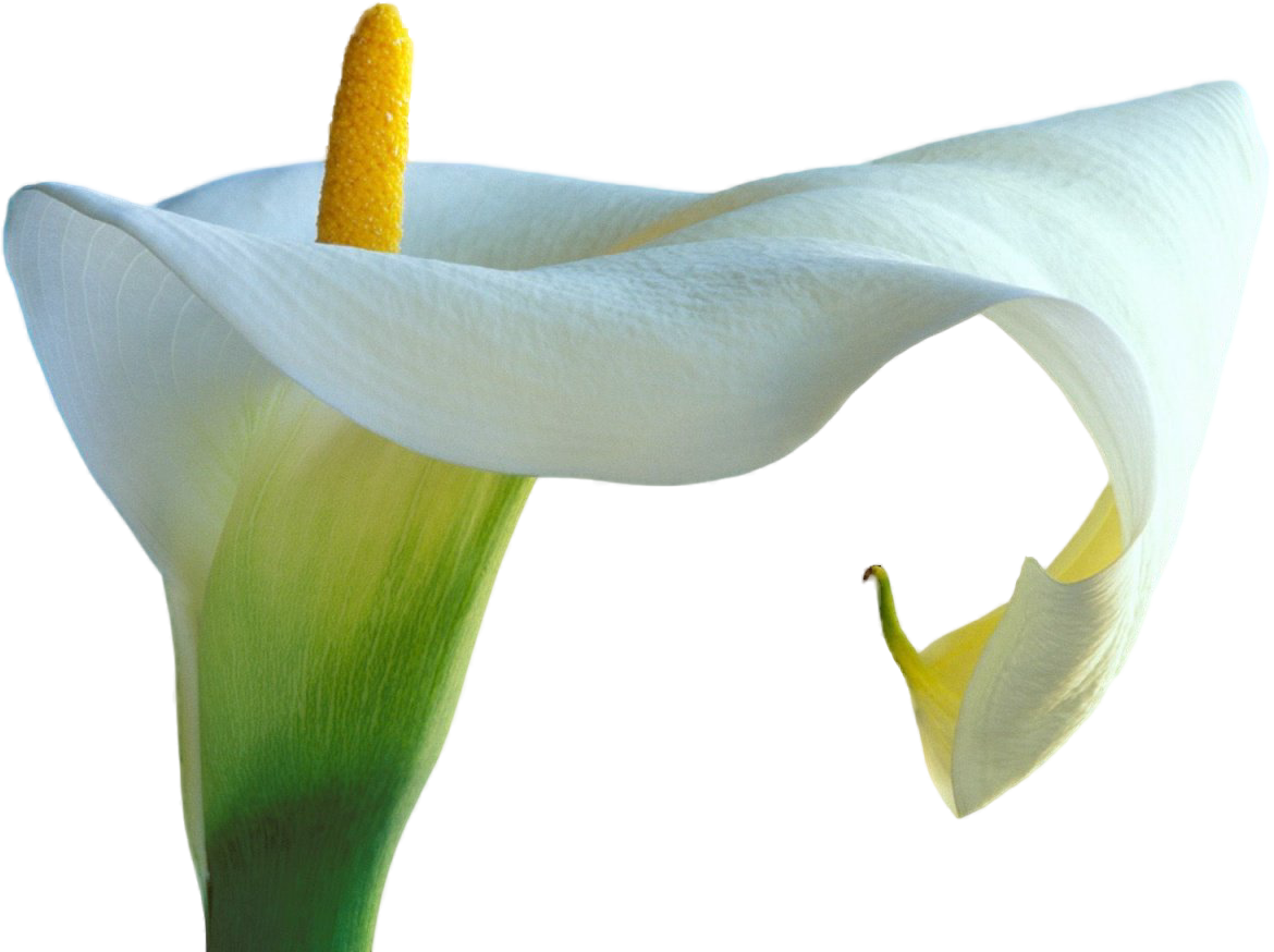 Pngcally02 400 X - Cali Lily Flowers .png (1170x874)