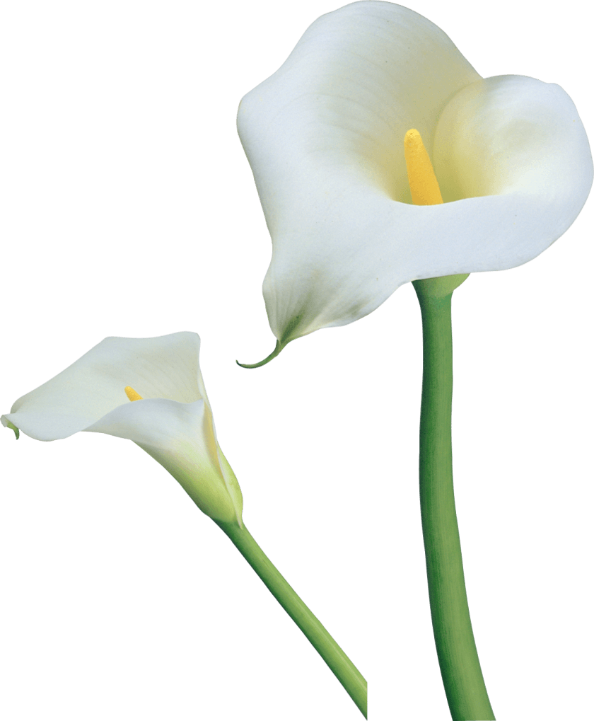 Transparent Calla Lilies Flowers Png Clipart - Giant White Arum Lily (840x1019)