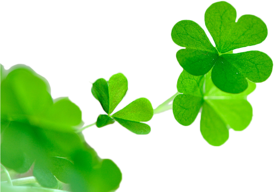 White Clover Red Clover Four-leaf Clover Wechat Avatar - Graphics (1024x775)