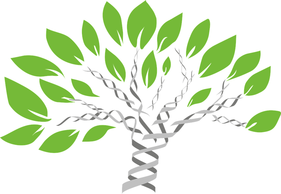 Tree Vector Png 11, - Dna Genealogy (960x663)