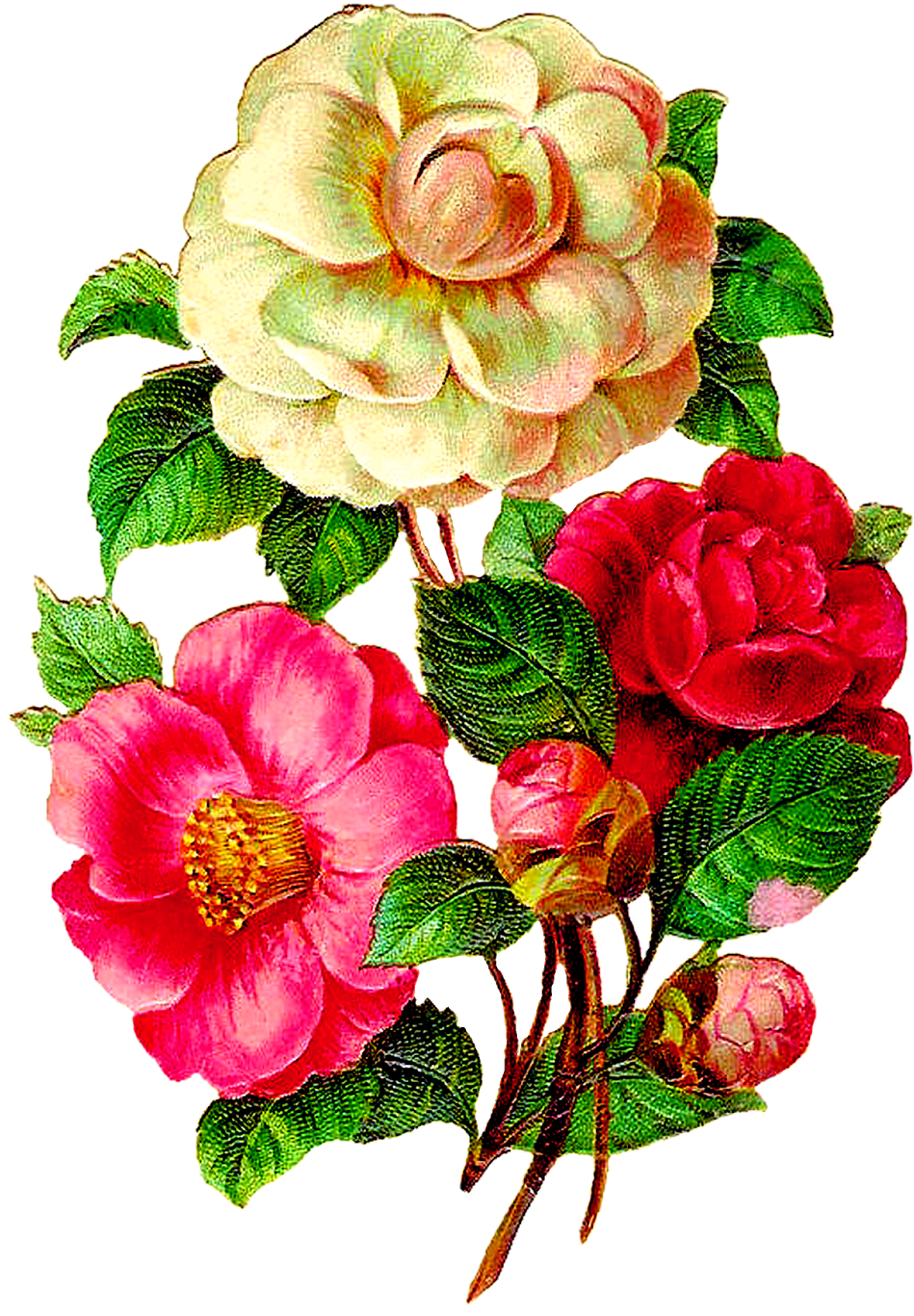 Afbeeldingsresultaat Voor Vintage Flowers Illustration - Illustration (1181x1600)