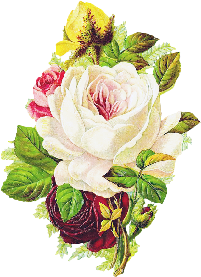 Free Vintage Rose - Beautiful Vintage Floral Art Sticker (661x907)