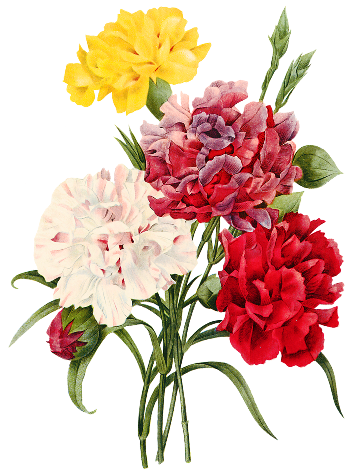Bouquet De Rosas - Carnation Botanical Drawings (1194x1600)