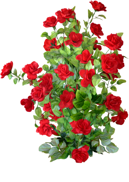 Shrub Plant Beach Rose Clip Art - Shrub Plant Beach Rose Clip Art (556x800)