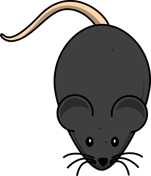 Cute Mouse Clipart - Mouse Clip Art (617x720)