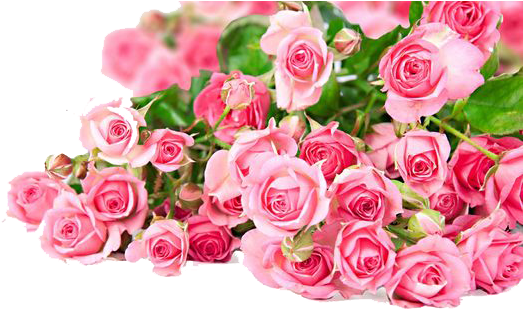 Pink Roses Flowers Bouquet Png Photos - Beautiful Pink Rose Flower (564x317)