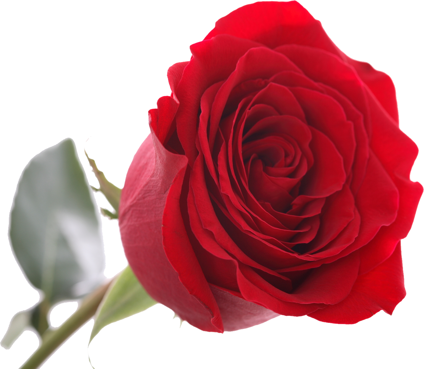 Oluporium Red Rose Hotel Photo - Floribunda (1387x1206)