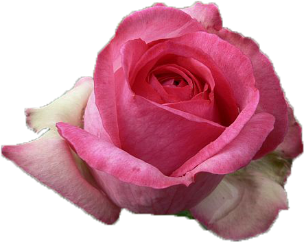 Pink Rose 2 Png By Vixen1978 - Floribunda (600x450)