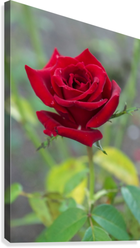 Misty Red Rose Canvas Print - Garden Roses (288x511)