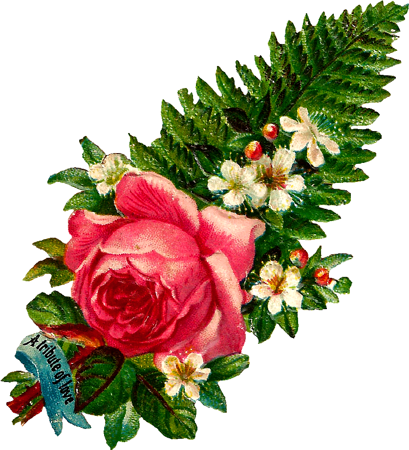 These Are Beautiful Pink Rose Graphics, Both In ,jpg - Garden Roses (986x1061)