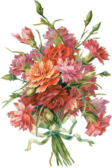 Richard Moulton Tuckdb Org Carnations - Flower Bouquet Vintage Png (600x700)