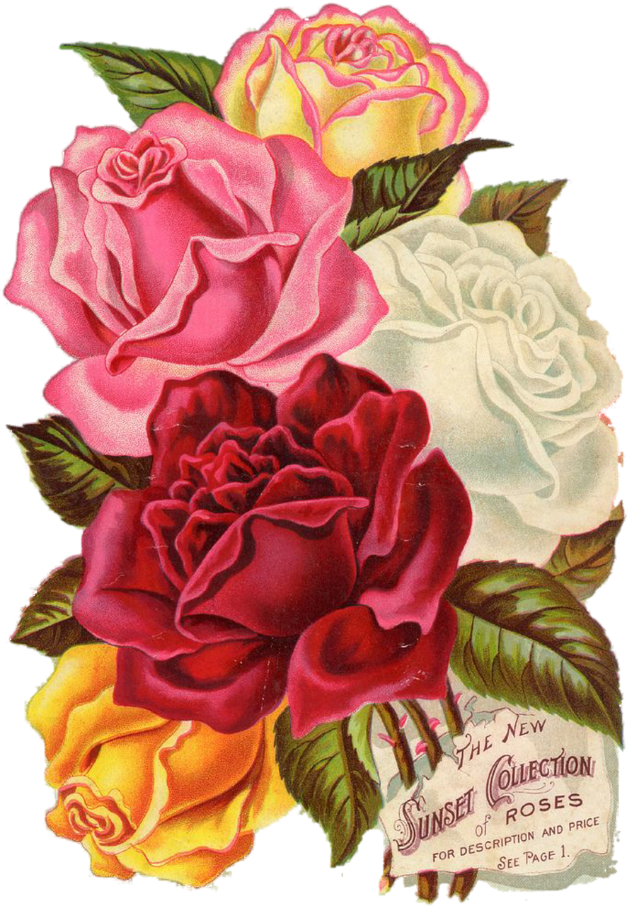 Red, Rose, Vintage, Botanical, Flower, Floral, Leaves - Printable Flowers Design Paper (886x1280)
