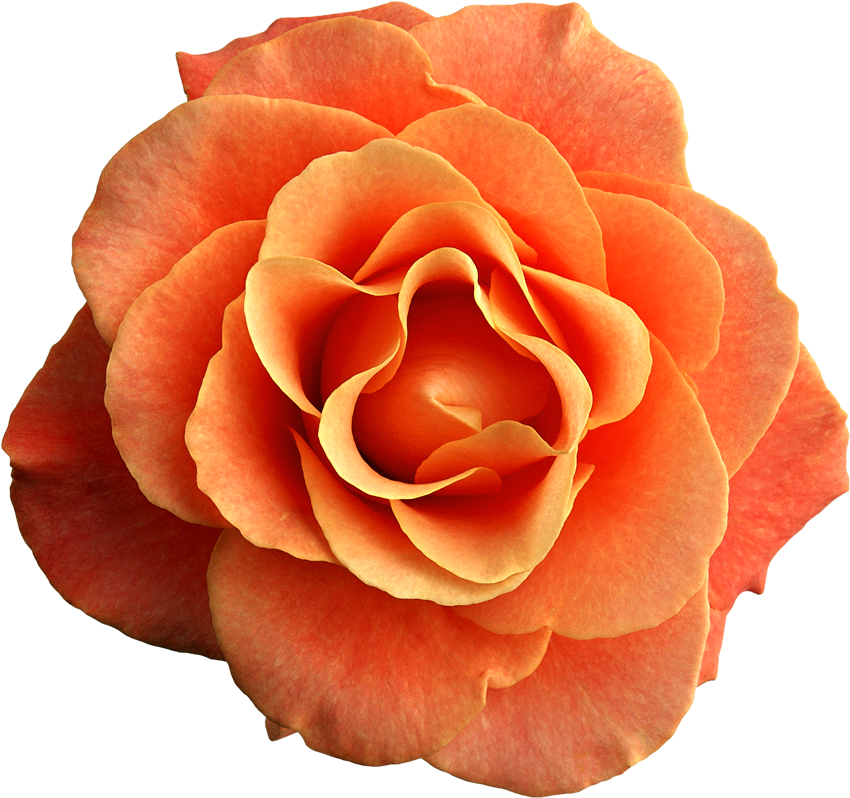 Orange Rose Png Clipart Image - Blancho Bedding Rose Blossom - Wall Decals Stickers (884x829)