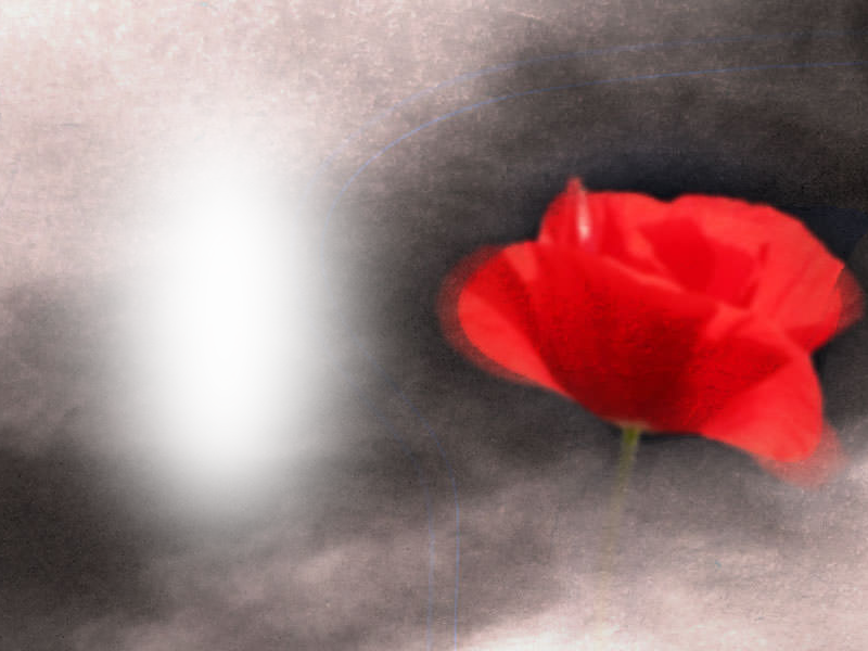 Red Flower - Red (800x600)