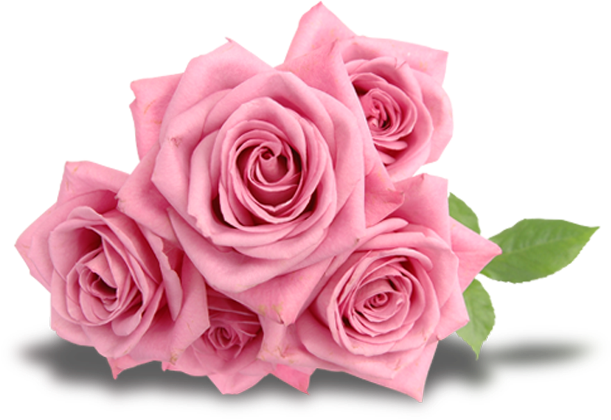 Beach Rose Flower Pink - ดอก กุหลาบ สีชมพู Png (1181x1181)