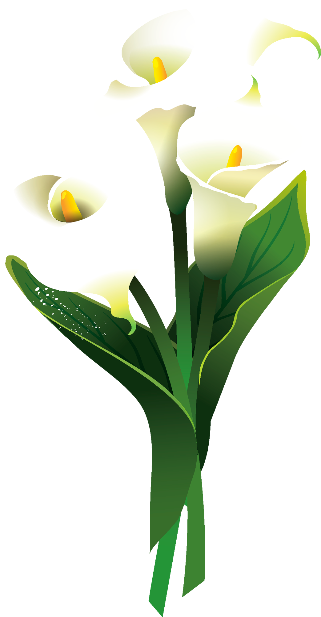 Zantedeschia Pentlandii - Каллы Цветок Пнг (1043x2000)