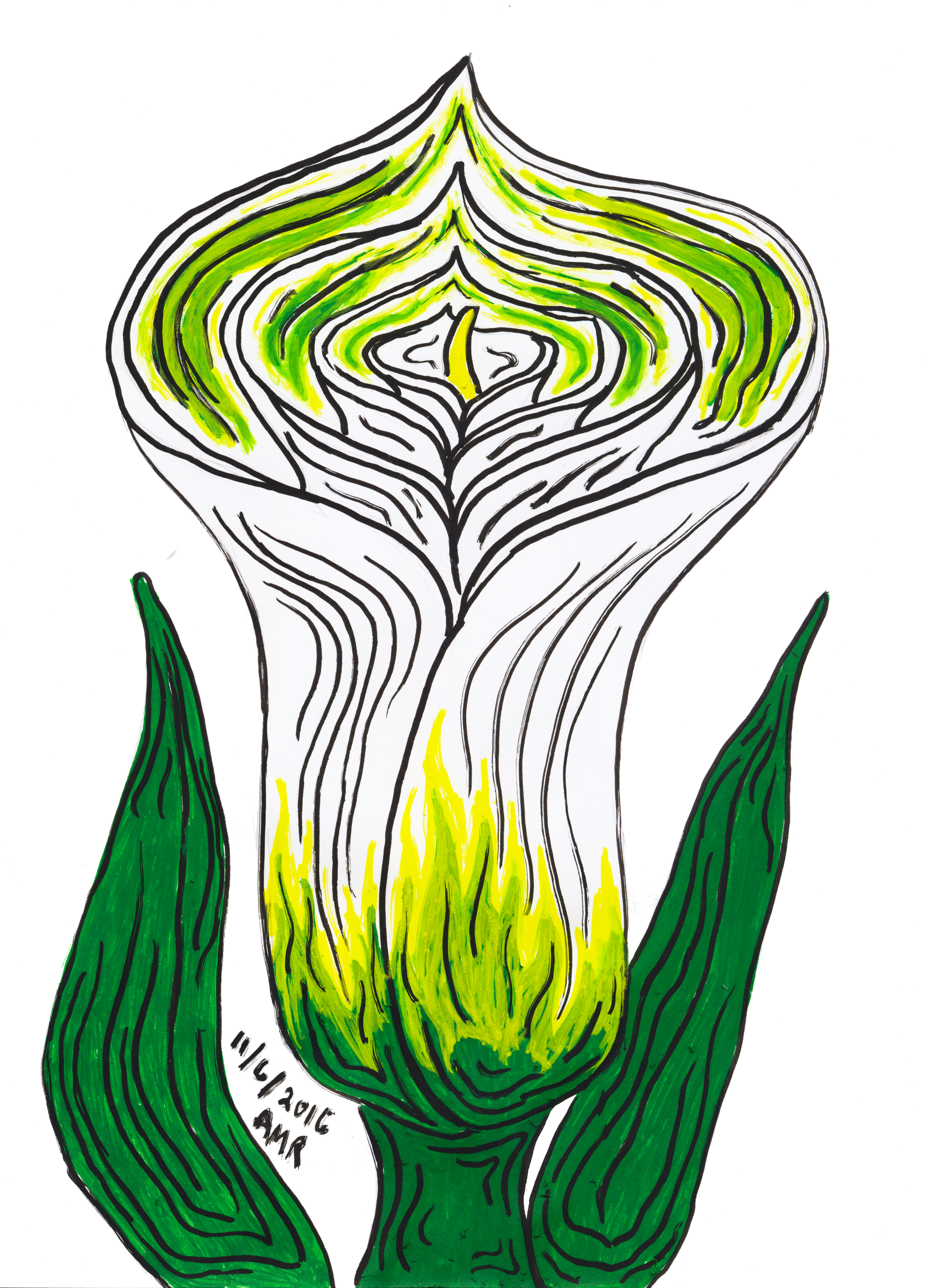 Calla Lily - Calla Lily (4728x6551)