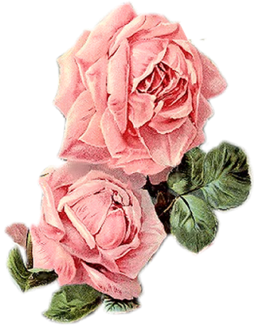Pink Rose Clipart One - Pink Flowers Vintage Png (539x521)