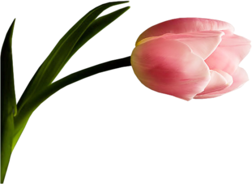 Fl-05 - Florida (500x366)